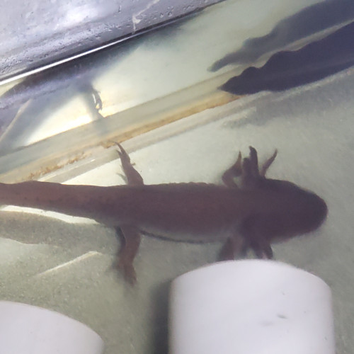 Axolotls