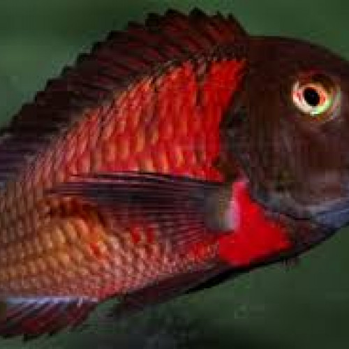 Tropheus lunangwa red