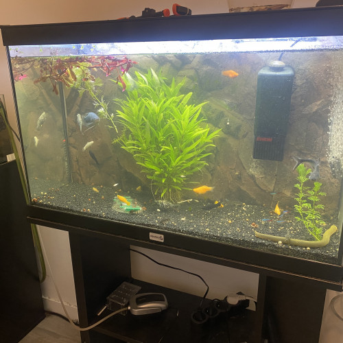 Aquarium 100l et son meuble