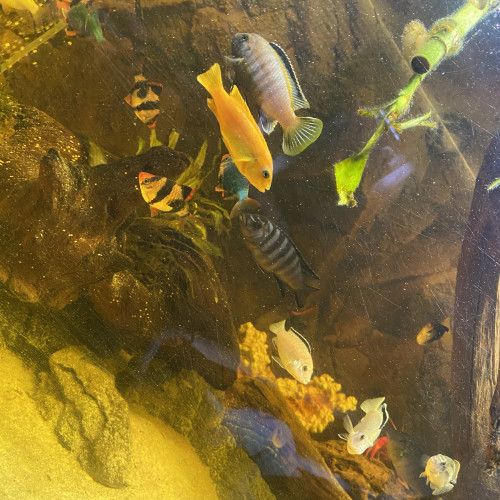 Cichlides Malawi lot