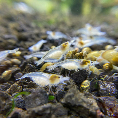 Neocaridina Crevette White Pearl - 11 crevettes