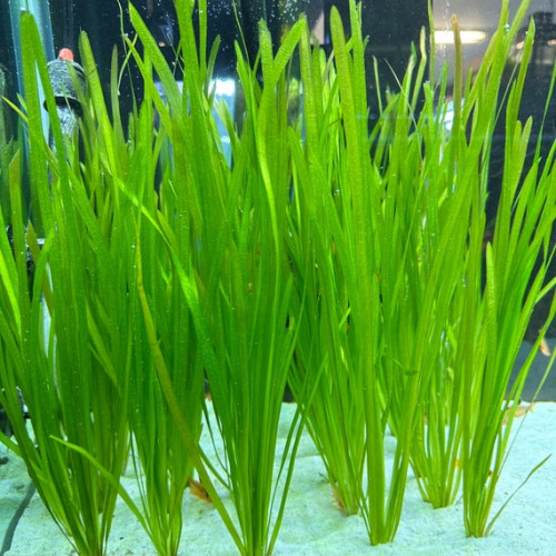 Recherches vallisneria spirales