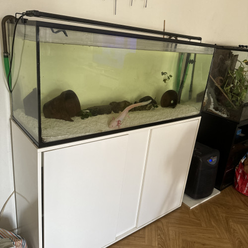 Vend kit complet axolotl