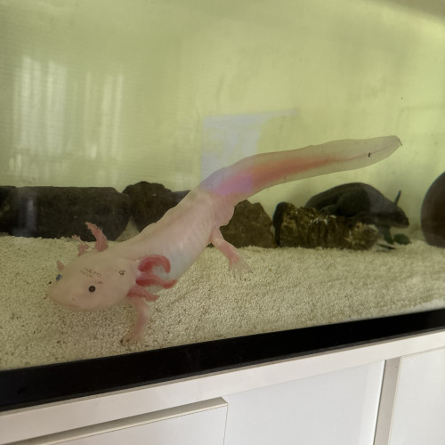 Vend kit complet axolotl