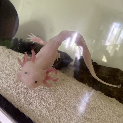 Vend kit complet axolotl