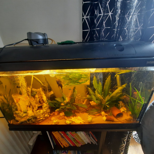 Aquarium communautaire 100l complet