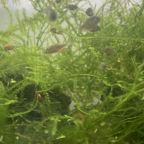 Rasbora Galaxy