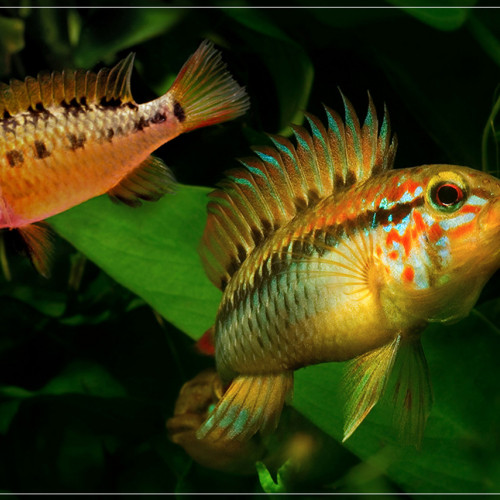 Apistogramma mac masteri jeune (3/4cm)