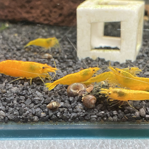 Neocaridina davidii « yellow néon »