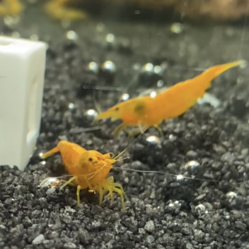 Neocaridina davidii « yellow néon »