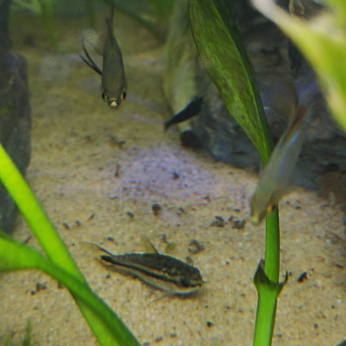 Donne 1 Corydoras pygmée nain