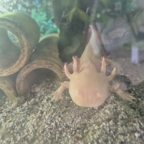 Axolotl