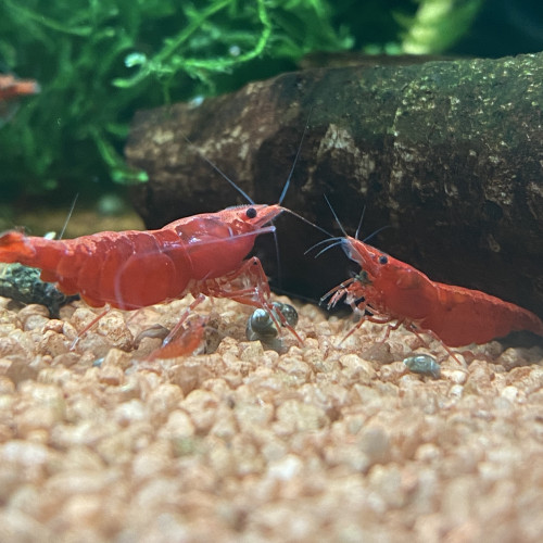 Neocaridina davidii « red fire »