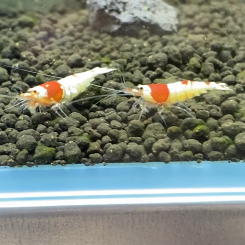 Caridina cantonensis « red crystal grade S »