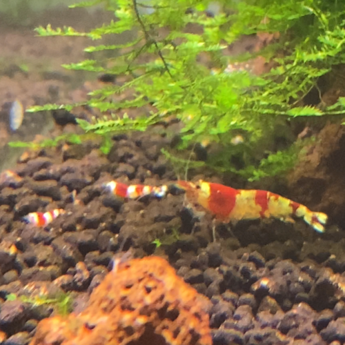 Caridina cantonensis « red crystal grade S »