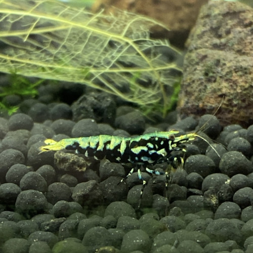 Caridina cantonensis « tangtai galaxy fishbone black »