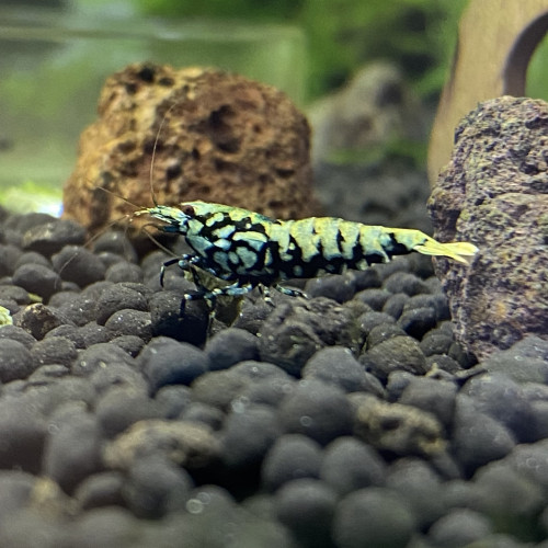 Caridina cantonensis « tangtai galaxy fishbone black »