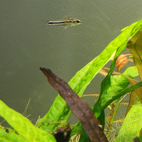 RECHERCHE Corydoras pygmaeus