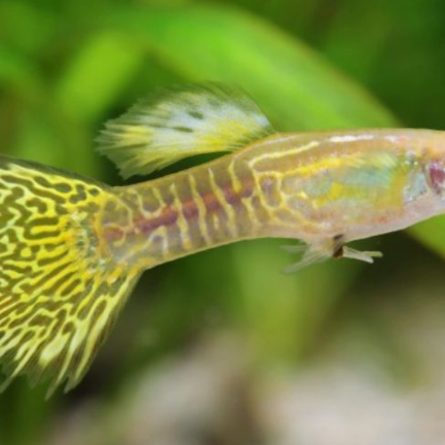 Souche/Lot de plus de 50 Guppy Endler Cobra/Snakeskin Jaune/Vert (Poecilia wingei)