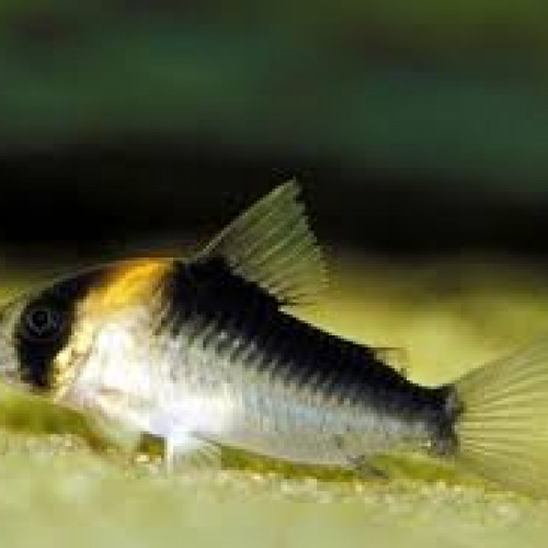 Donne Corydoras Duplicaerus