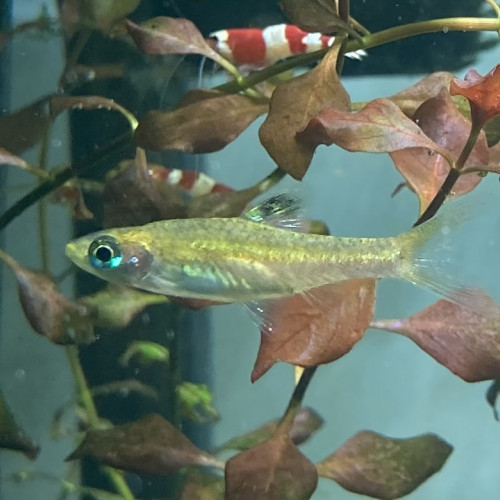 Don de 6 Rasbora Dorsiocellata