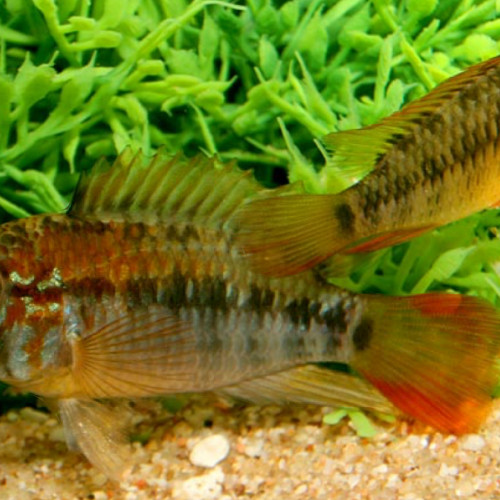 Couple apistogramma macmasteri