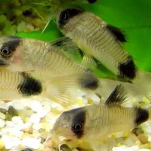 Groupe de corydoras