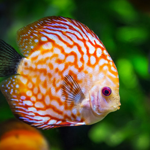 Discus en bonne santé : Urgent !