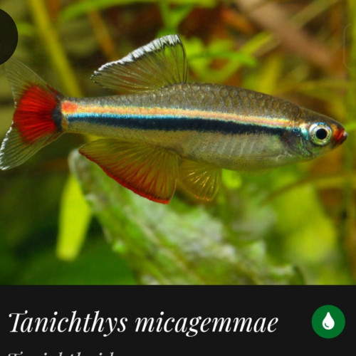 Poche de 10 Tanichthys