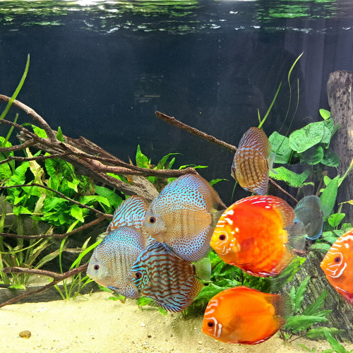 Discus de 10cm/12cm