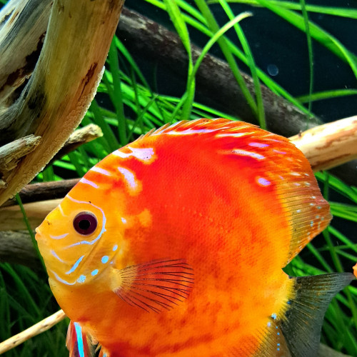 Discus de 10cm/12cm