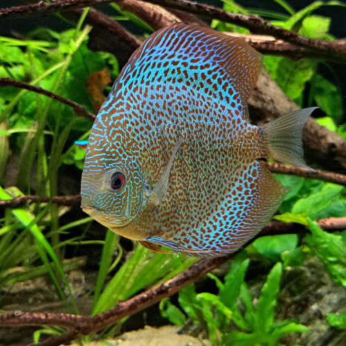 Discus de 10cm/12cm