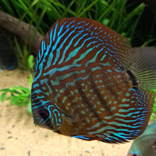 Discus de 10cm/12cm