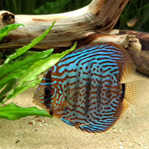 Discus de 10cm/12cm