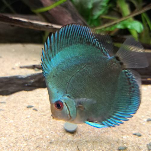 Discus de 10cm/12cm