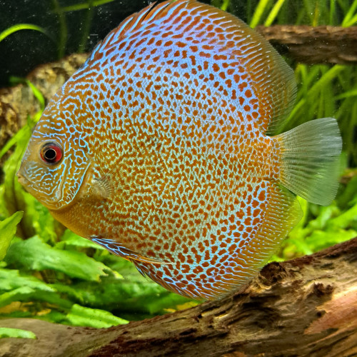 Discus de 10cm/12cm