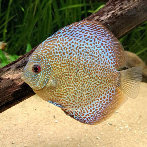 Discus de 10cm/12cm