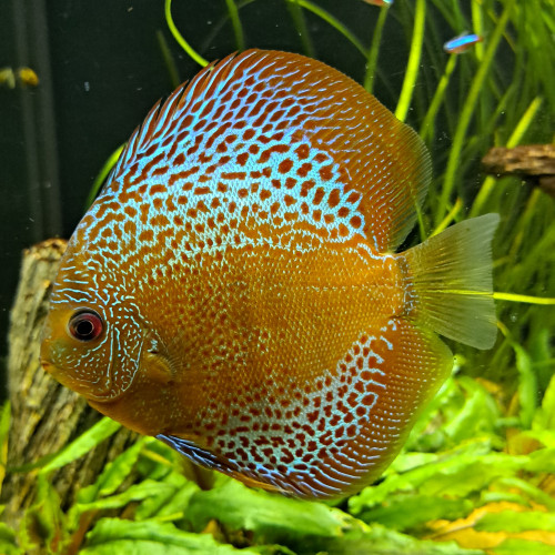 Discus de 10cm/12cm