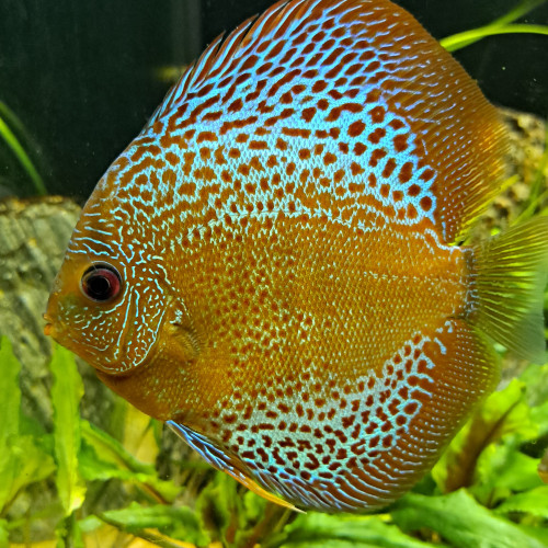 Discus de 10cm/12cm