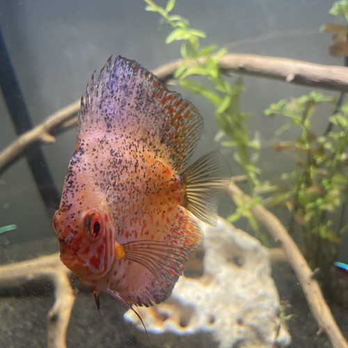 Discus