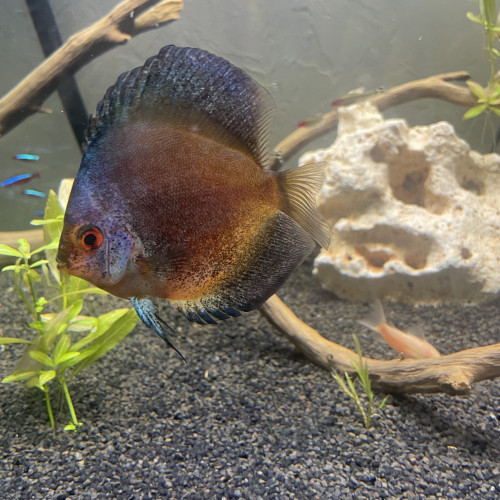 Discus