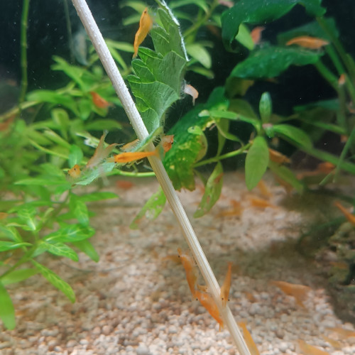 Crevettes orange néocaridina