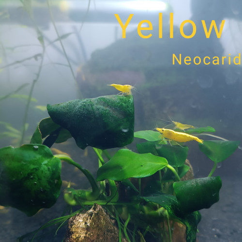 12 Neocaridina Yellow Néon