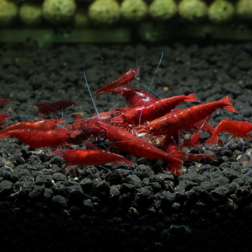 Neocaridina Crevette Bloody Mary - 11 crevettes