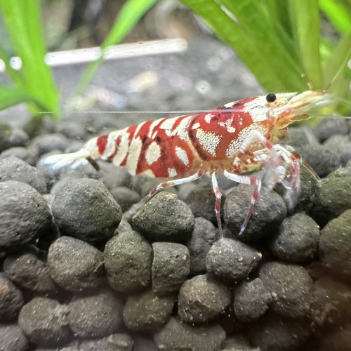 Caridina Fancy Tiger red