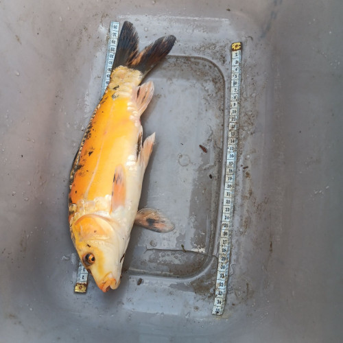 Vends koi