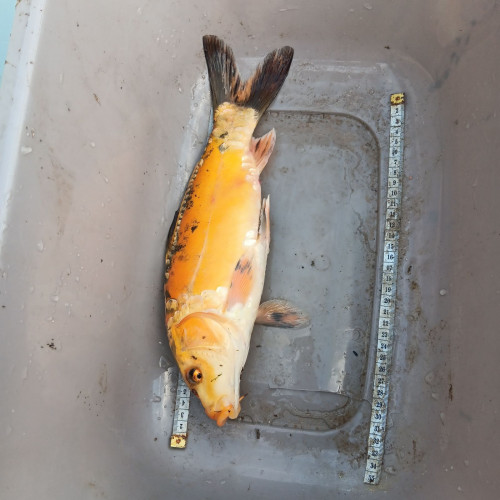 Vends koi