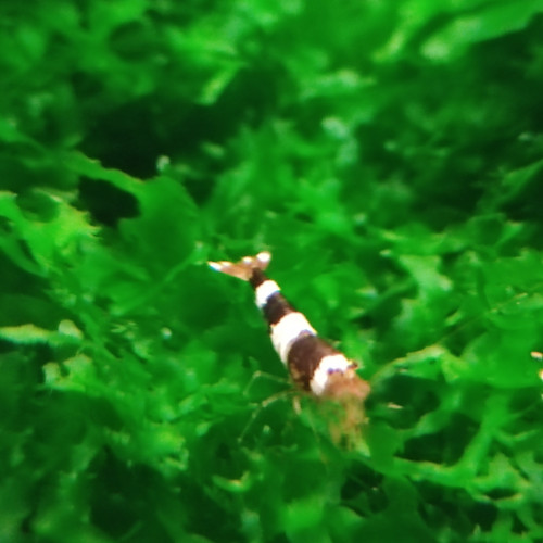 Crevettes Caridina cantonensis CBS