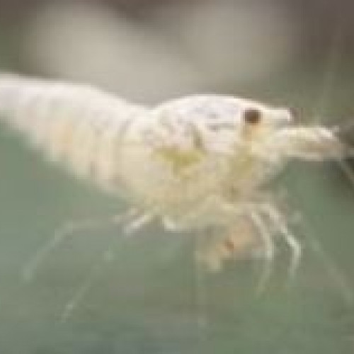 Crevettes Caridina cantonensis Snow Golden