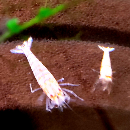 Crevettes Caridina cantonensis Snow Golden